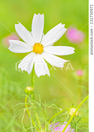 Flowers around the house, various in all seasons. Beautiful colorful cosmos flowers bloom in the park's flower garden, swaying in the autumn breeze. Flowers around the house, various in all seasons. Beautiful colorful cosmos flowers bloom in the park's flower garden, swaying in the autumn breeze. 132730971