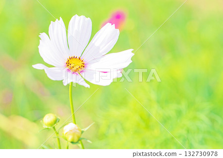 Flowers around the house, various in all seasons. Beautiful colorful cosmos flowers bloom in the park's flower garden, swaying in the autumn breeze. 132730978