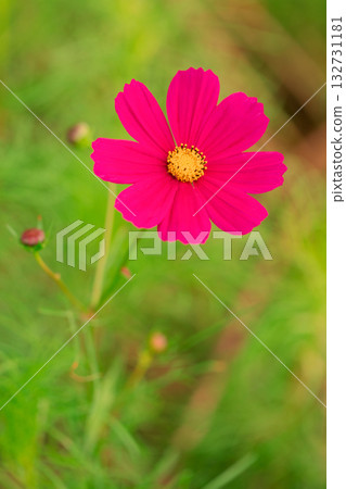 屋子周圍鮮花盛開，四季各異。公園花園裡，美麗的彩色波斯菊在秋風中搖曳。 132731181