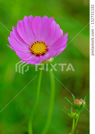 Flowers around the house, various in all seasons. Beautiful colorful cosmos flowers bloom in the park's flower garden, swaying in the autumn breeze. 132731182