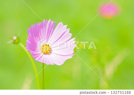 Flowers around the house, various in all seasons. Beautiful colorful cosmos flowers bloom in the park's flower garden, swaying in the autumn breeze. 132731188