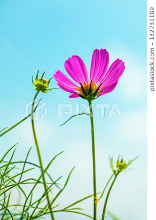 Flowers around the house, various in all seasons. Beautiful colorful cosmos flowers bloom in the park's flower garden, swaying in the autumn breeze. Flowers around the house, various in all seasons. Beautiful colorful cosmos flowers bloom in the park's flower garden, swaying in the autumn breeze. 132731189