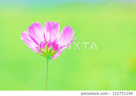 Flowers around the house, various in all seasons. Beautiful colorful cosmos flowers bloom in the park's flower garden, swaying in the autumn breeze. 132731194