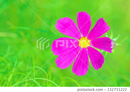 屋子周圍鮮花盛開，四季各異。公園花園裡，美麗的彩色波斯菊在秋風中搖曳。 132731222