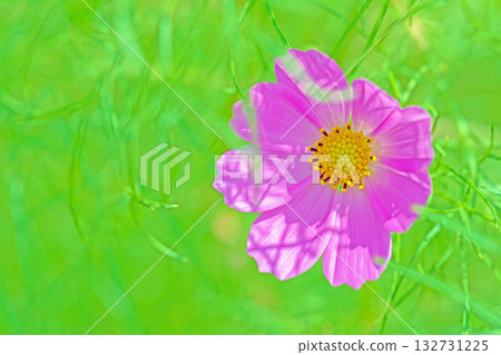 Flowers around the house, various in all seasons. Beautiful colorful cosmos flowers bloom in the park's flower garden, swaying in the autumn breeze. Flowers around the house, various in all seasons. Beautiful colorful cosmos flowers bloom in the park's flower garden, swaying in the autumn breeze. 132731225