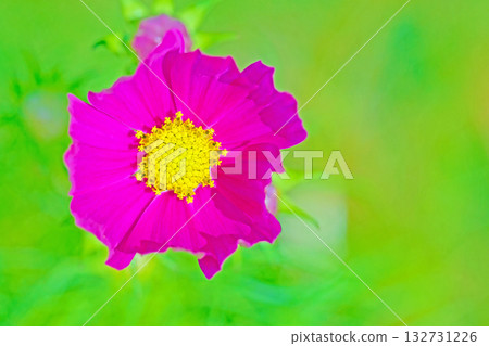 Flowers around the house, various in all seasons. Beautiful colorful cosmos flowers bloom in the park's flower garden, swaying in the autumn breeze. 132731226