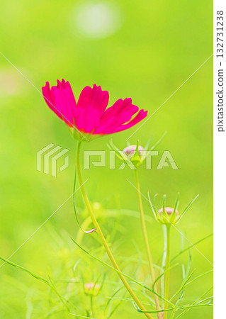 屋子周圍鮮花盛開，四季各異。公園花園裡，美麗的彩色波斯菊在秋風中搖曳。 132731238