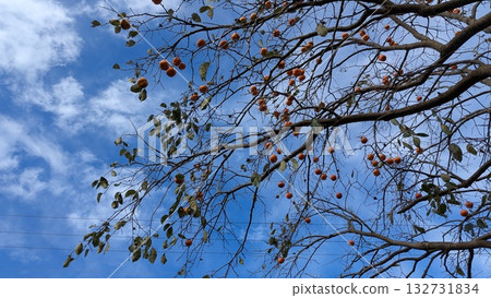 Scenery of persimmon trees bearing fruit under the clear blue autumn sky Scenery of persimmon trees bearing fruit under the clear blue autumn sky 132731834