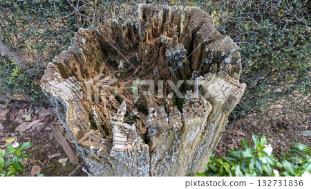 特寫鏡頭:一個古老、腐朽、空心的樹樁 特寫鏡頭:一個古老、腐朽、空心的樹樁 132731836