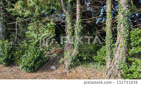 綠樹成蔭，常春藤覆蓋的樹林 132731838