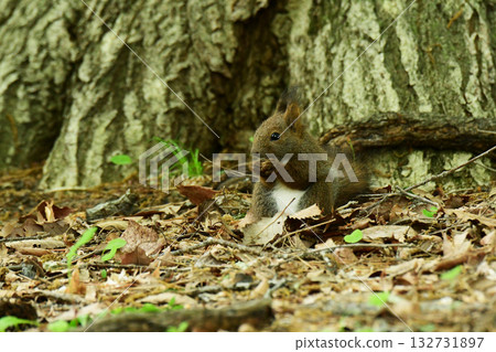 一隻小松鼠爬到地上吃堅果。 一隻小松鼠爬到地上吃堅果。 132731897
