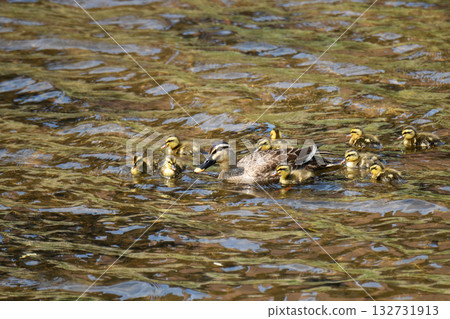 A mother and her ducklings walking through a shallow river A mother and her ducklings walking through a shallow river 132731913
