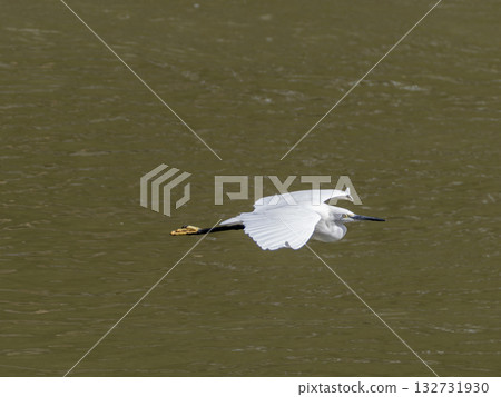 A little egret flying over the surface of the Inagawa River A little egret flying over the surface of the Inagawa River 132731930