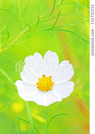 屋子周圍鮮花盛開，四季各異。公園花園裡，美麗的彩色波斯菊在秋風中搖曳。 132732252