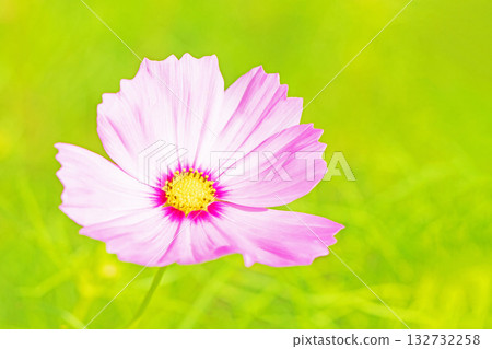 屋子周圍鮮花盛開，四季各異。公園花園裡，美麗的彩色波斯菊在秋風中搖曳。 132732258