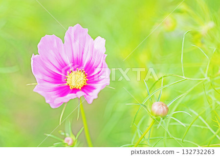屋子周圍鮮花盛開，四季各異。公園花園裡，美麗的彩色波斯菊在秋風中搖曳。 132732263