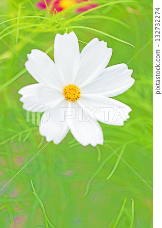 屋子周圍鮮花盛開，四季各異。公園花園裡，美麗的彩色波斯菊在秋風中搖曳。 132732274