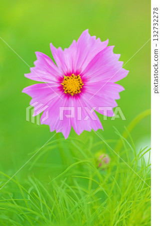 Flowers around the house, various in all seasons. Beautiful colorful cosmos flowers bloom in the park's flower garden, swaying in the autumn breeze. 132732278