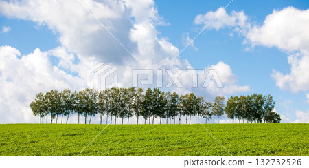 Hokkaido scenery Seven Star Tree Hokkaido scenery Seven Star Tree 132732526
