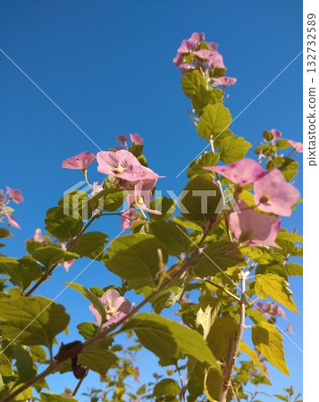 Chinese hut 132732589