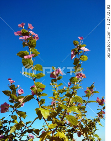 Chinese hut 132732592