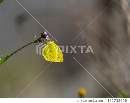 Flightless bear sucking flower nectar Flightless bear sucking flower nectar 132732616