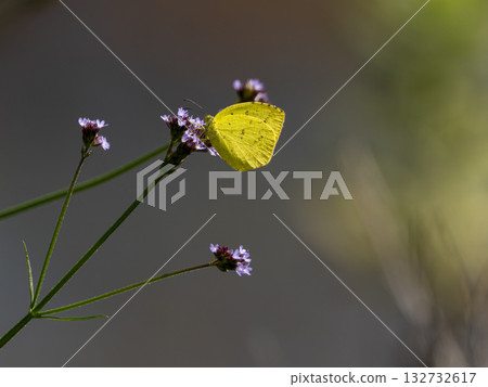 Flightless bear sucking flower nectar 132732617