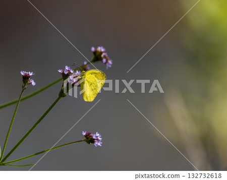 Flightless bear sucking flower nectar Flightless bear sucking flower nectar 132732618