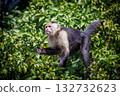 Capuchin monkey 132732623