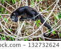 Howler monkey 132732624