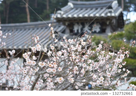 韓國忠清南道瑞山市,梅花盛開,柳基邦故居。 韓國忠清南道瑞山市,梅花盛開,柳基邦故居。 132732661