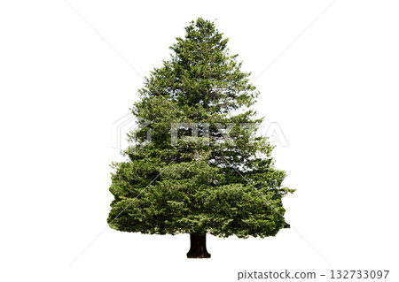 Christmas tree isolated on white background. Clipping path. 132733097