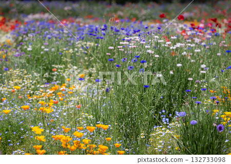 Vibrant red poppies and colorful wildflowers bloom across a sunny spring meadow landscape 132733098
