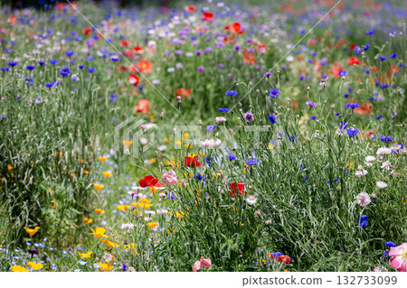 Vibrant red poppies and colorful wildflowers bloom across a sunny spring meadow landscape 132733099