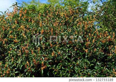Wild osmanthus 132733189