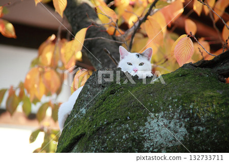 A cat relaxing on a colorful tree A cat relaxing on a colorful tree 132733711