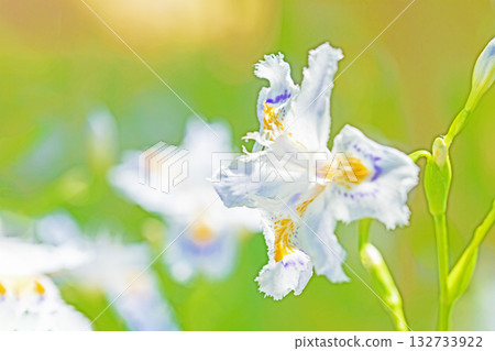 房子周圍鮮花盛開,四季各異。花園樹蔭下,美麗的紫色和黃色日本鳶尾花競相綻放。 房子周圍鮮花盛開,四季各異。花園樹蔭下,美麗的紫色和黃色日本鳶尾花競相綻放。 132733922