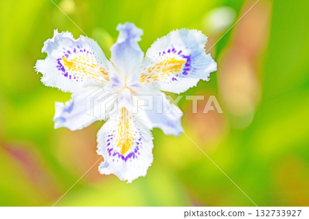 房子周圍鮮花盛開，四季各異。花園樹蔭下，美麗的紫色和黃色日本鳶尾花競相綻放。 132733927