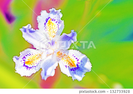 房子周圍鮮花盛開，四季各異。花園樹蔭下，美麗的紫色和黃色日本鳶尾花競相綻放。 132733928