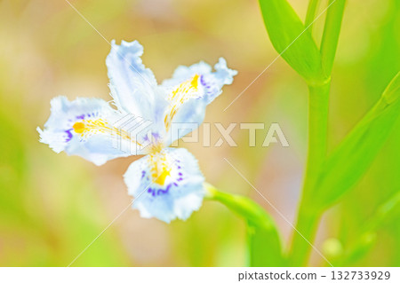 Flowers around the house, various in all seasons. Beautiful purple and yellow Iris japonica flowers bloomed in the shade of the trees in the garden. Flowers around the house, various in all seasons. Beautiful purple and yellow Iris japonica flowers bloomed in the shade of the trees in the garden. 132733929