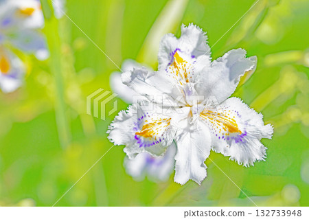 房子周圍鮮花盛開，四季各異。花園樹蔭下，美麗的紫色和黃色日本鳶尾花競相綻放。 132733948