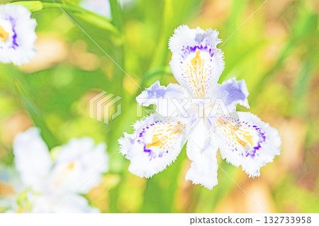 房子周圍鮮花盛開,四季各異。花園樹蔭下,美麗的紫色和黃色日本鳶尾花競相綻放。 房子周圍鮮花盛開,四季各異。花園樹蔭下,美麗的紫色和黃色日本鳶尾花競相綻放。 132733958