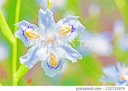 Flowers around the house, various in all seasons. Beautiful purple and yellow Iris japonica flowers bloomed in the shade of the trees in the garden. 132733974