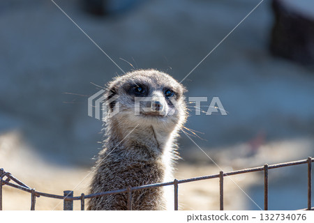 岡崎東公園的狐獴 岡崎東公園的狐獴 132734076