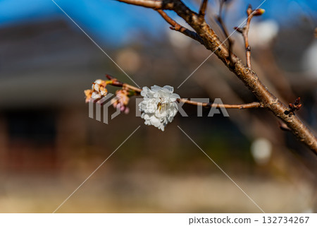 梅花 梅花 132734267