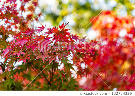Bright autumn leaves 132734329