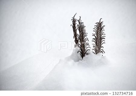 Three Frosty Ferns Emerging From Snow in a Quiet Winter Landscape 132734716