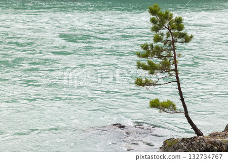 A solitary pine leans over a rocky edge as turquoise water flows behind A solitary pine leans over a rocky edge as turquoise water flows behind 132734767