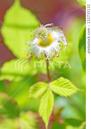 The flowers around the house are various in all seasons. Beautiful white wild strawberry flowers bloom in the shade of the trees. 132735132