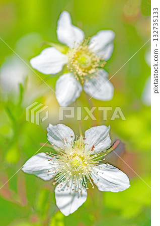The flowers around the house are various in all seasons. Beautiful white wild strawberry flowers bloom in the shade of the trees. The flowers around the house are various in all seasons. Beautiful white wild strawberry flowers bloom in the shade of the trees. 132735133